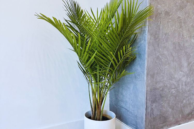 Potted majesty palm in a white container against a minimalist wall